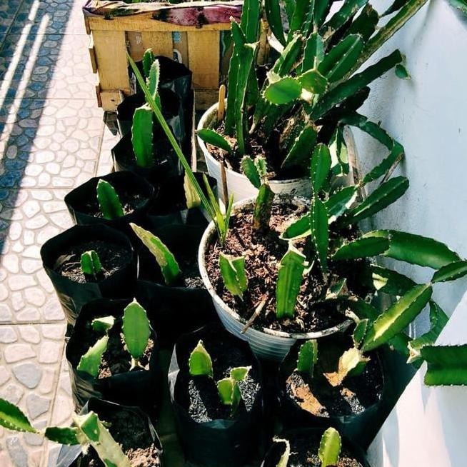 bibit tanaman buah naga super red manis besar merah OBRAALL