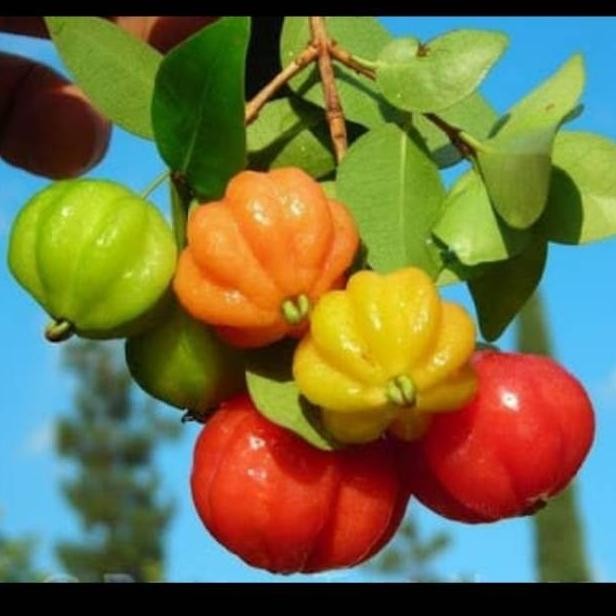 Bibit Dendaru Cermai Belanda bahan bonsai benih pohon tanaman buah di