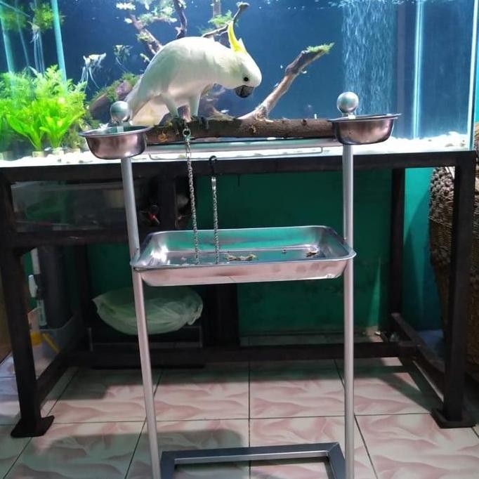 Tangkringan / Pangkringan burung kakatua,bayan,nuri