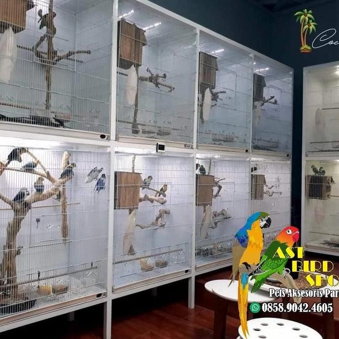 Medium parrot tangkringan kayu kopi