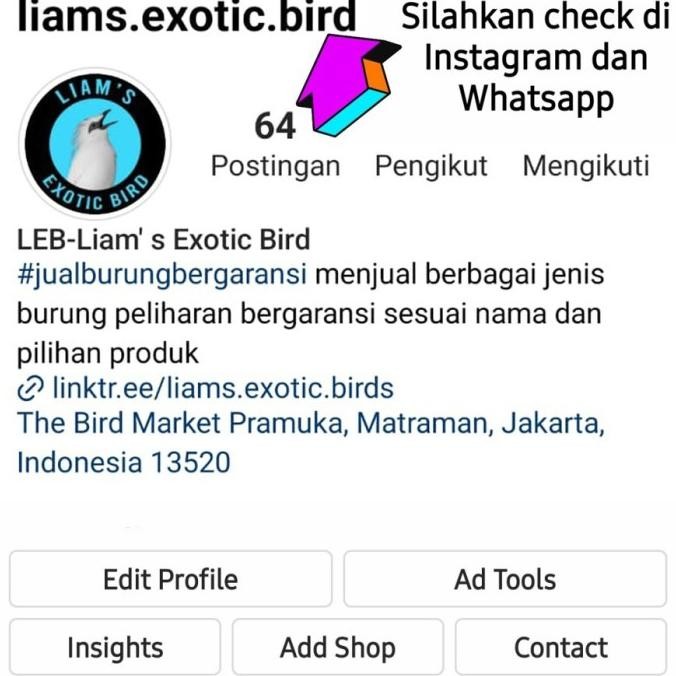 Burung Kacer Dada Putih Gacor Ngobra