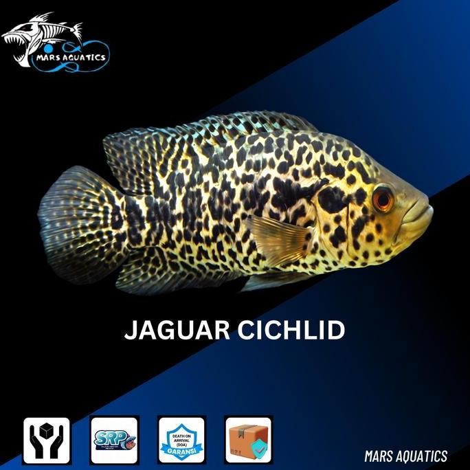 Hiasan Aquarium Ikan Jaguar Cichlid Tankmate Predator High Quality