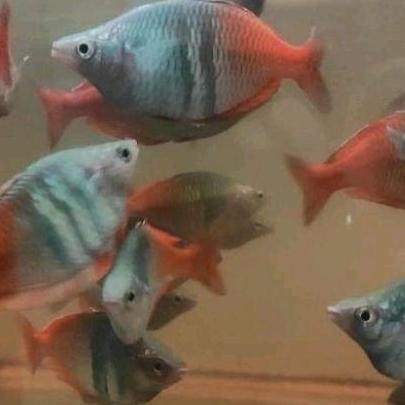 Ikan Rainbow Boesmani Utter Jumbo/Hiasan Aquarium Air Tawar