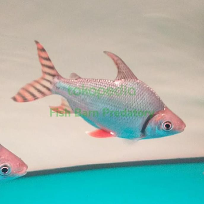 Hiasan Aquarium American Red Flagtail/Red Feifeng