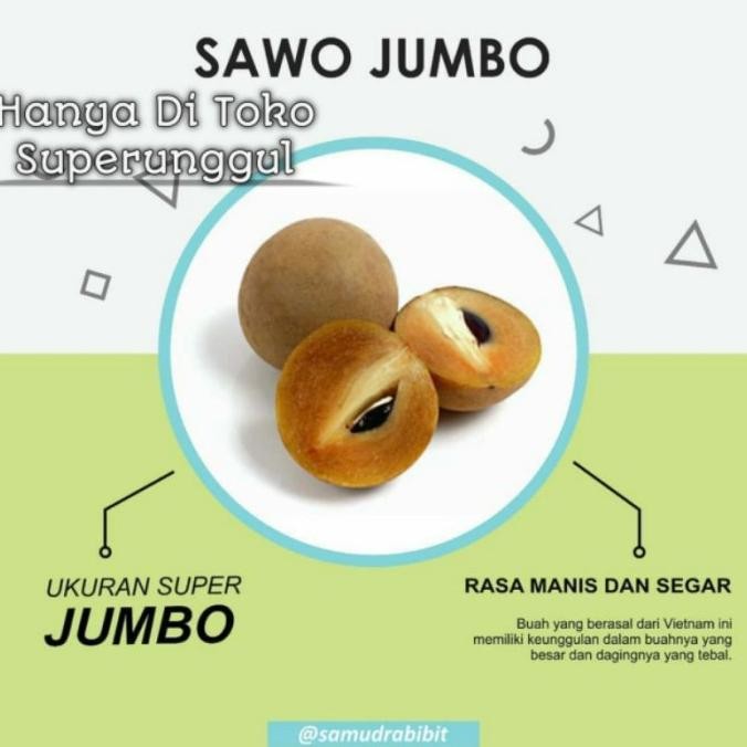 [Expert] Bibit Sawo Jumbo Mexico Unggul
