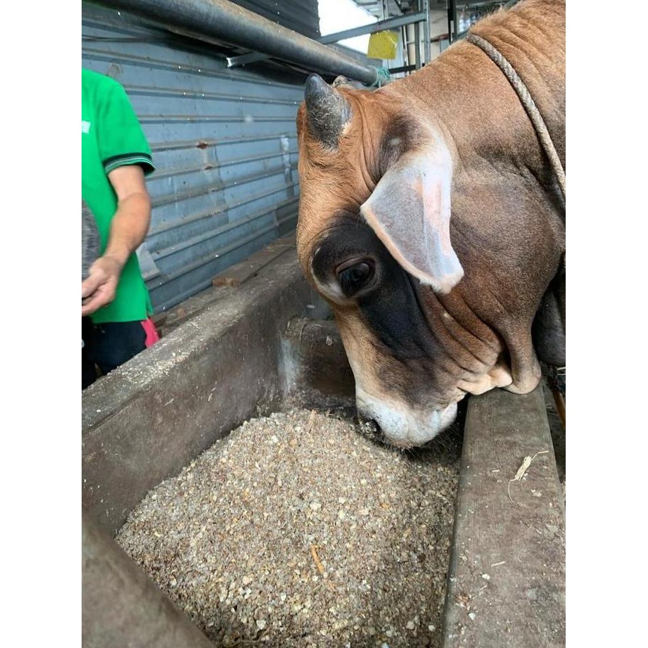 Pakan Konsentrat Sapi Kambing Domba Ayam Bebek Fermentasi 20 Kg - Complete Feed [terbaik]