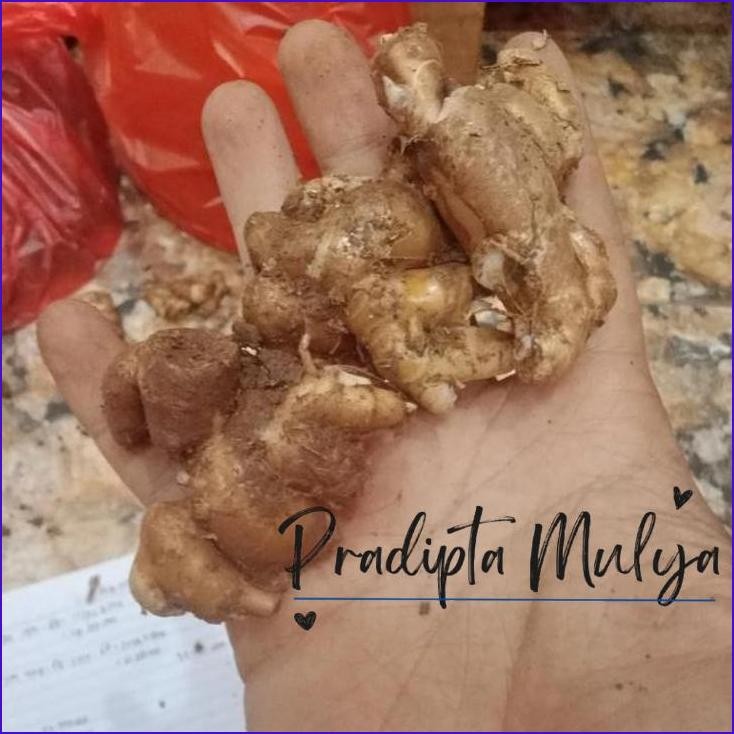 

Yok Di Co.! Kencur 1Kg