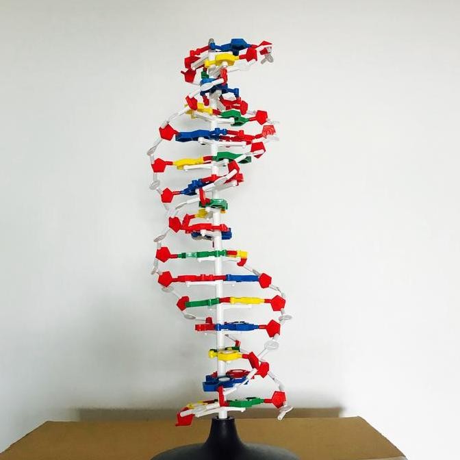 

NEW Model DNA Struktur Plastik