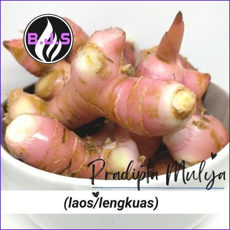 

Ready..!! Laos/Lengkuas 500Gr