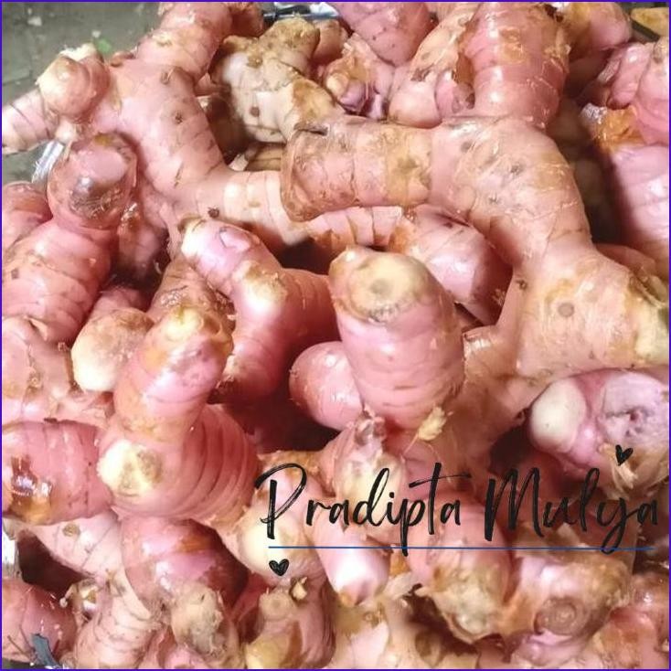 

Cuci Gudang..!! Lengkuas Muda Merah 1 Kg / Laos Muda Merah 1 Kg