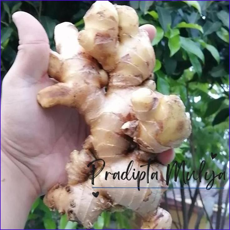 

Masih Ready Promo!! Jahe Putih/Jahe Gajah Segar Tua 1 Kg