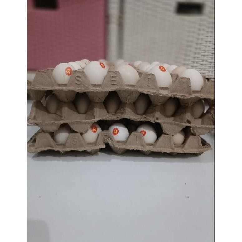 

TELUR AYAM KAMPUNG OMEGA 3 PILIHAN TERMURAH TERBAIK