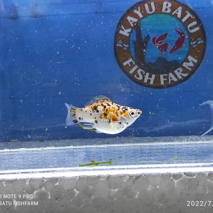 [BALON] IKAN MOLLY CALICO BALON / IKAN MOLLY CALICO BALON EKOR CAWANG