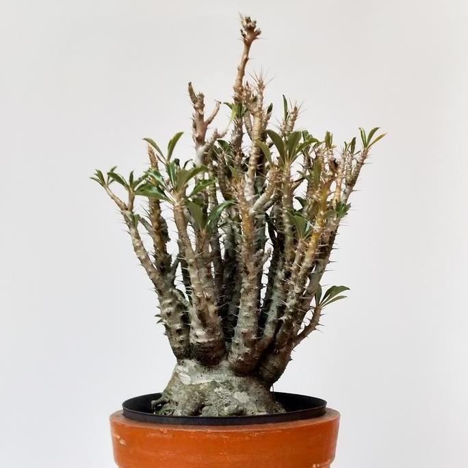 

PACHYPODIUM SAUNDERSII LANGKA - SUPER JUMBO