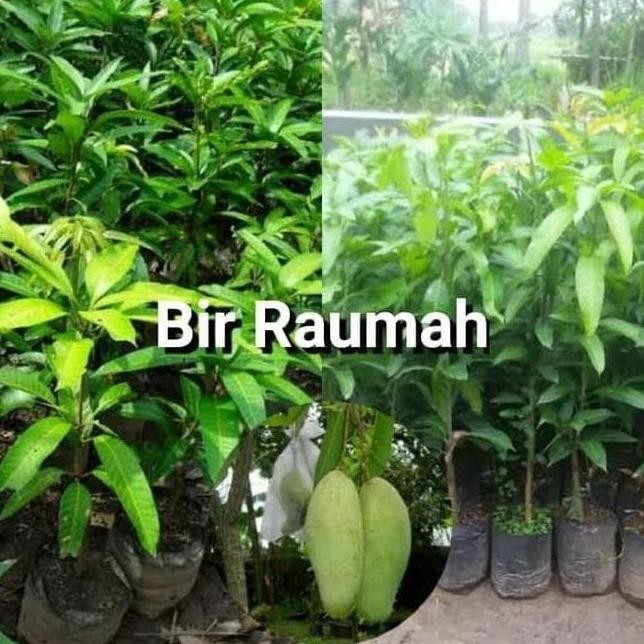 BIBIT MANGGA MAHATIR HASIL CANGKOKAN SUDAH BERBUAH TANAMAN BUAH FRESS