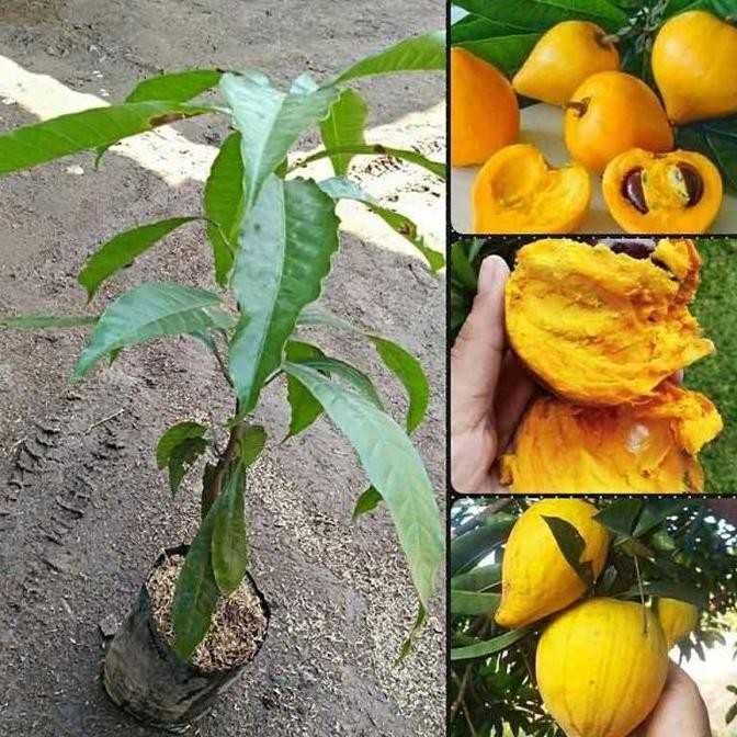 Bibit Tanaman Buah Sawo Mentega / Sawo Belanda FRESS