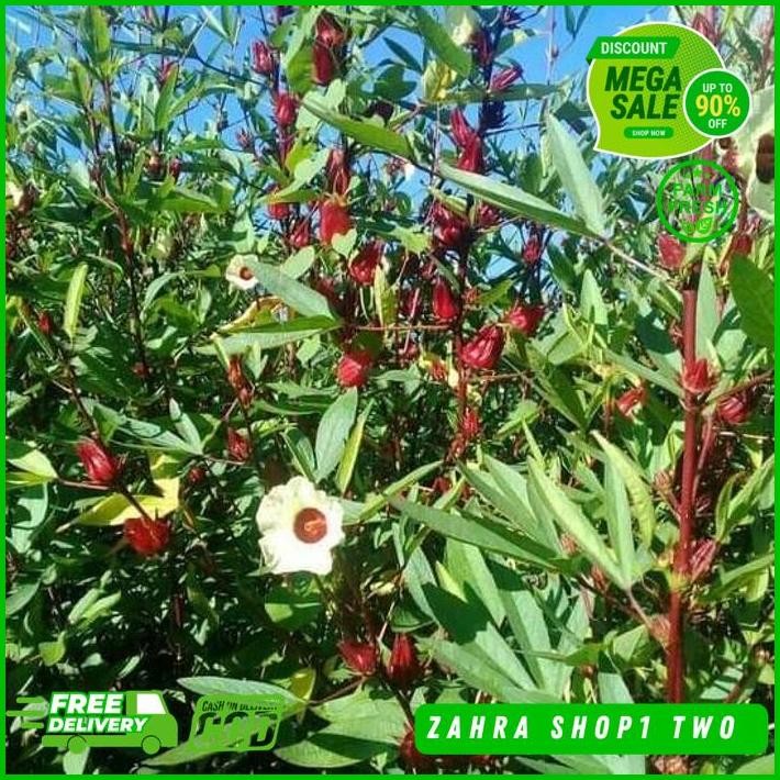 

TEH ROSELLA HERBAL SIAP SEDUH [1000 GRAM] / 1KG / 1 KILO / 1 KILO GRAM BEST PRODUCT