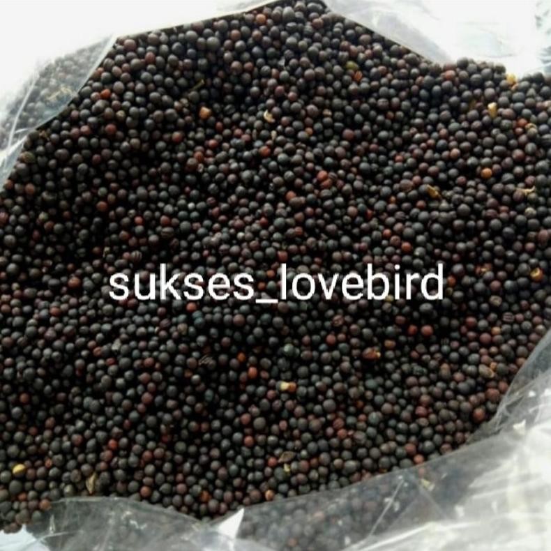 Biji sawi 1 kg makanan burung AST