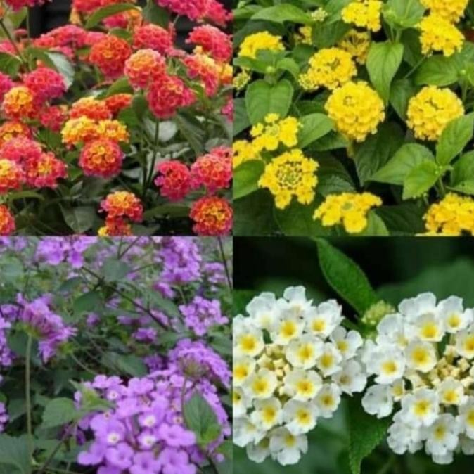 

Miliki Tanaman Hias Lamtana