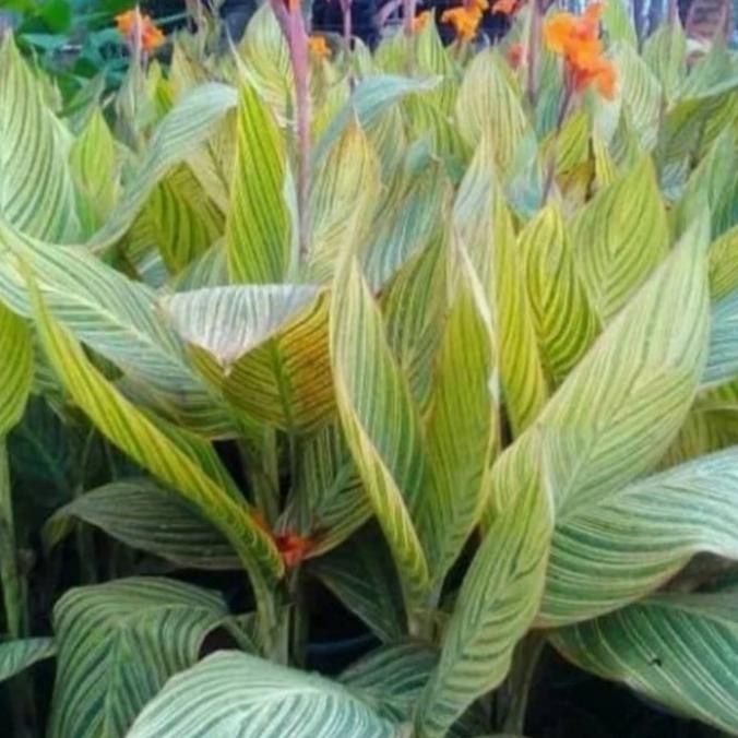

Diskon Bunga Kana Golden/ Pisang Pisangan Kana