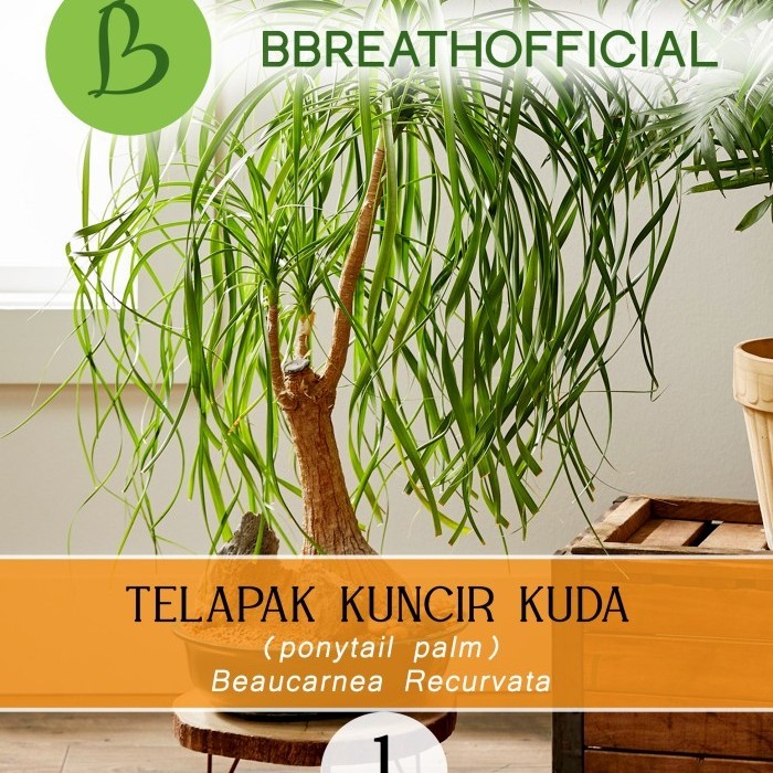 KOMPLIT Seeds Nolina Ponytail Palm bottle - Bibit exotic Telapak Kuncir kuda