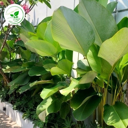Jual [READY] Tanaman Hias Calathea Lutea Pisang Kipas tinggi pohon 150cm