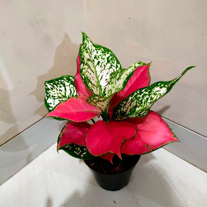 Paket Grupping Merah Putih Aglonema