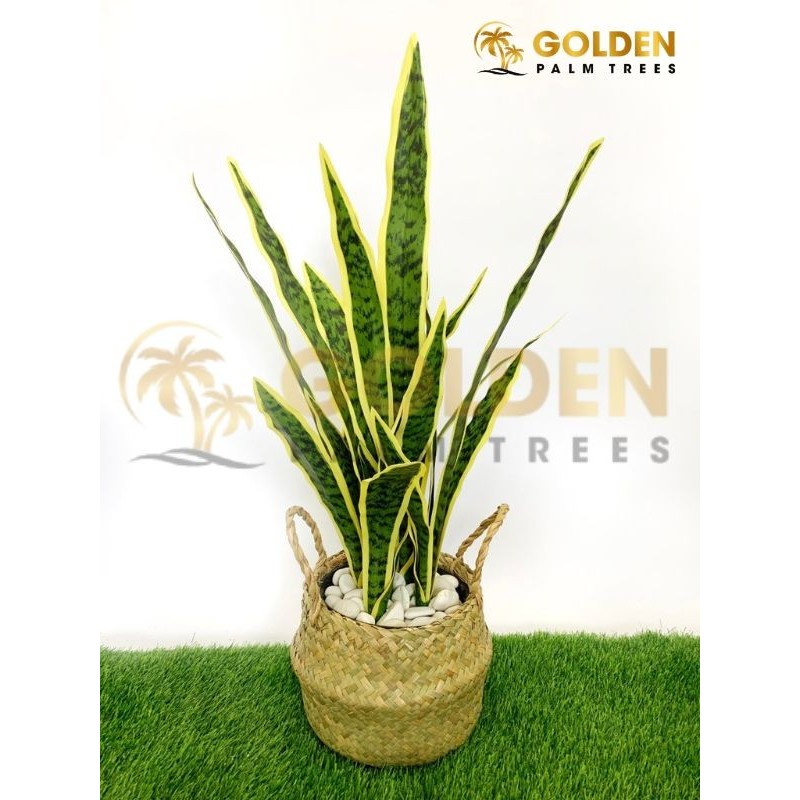 POHON ARTIFICIAL LIDAH MERTUA