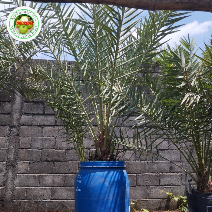 

bibit pohon kurma ajwa besar 2-3 meter siap berbuah
