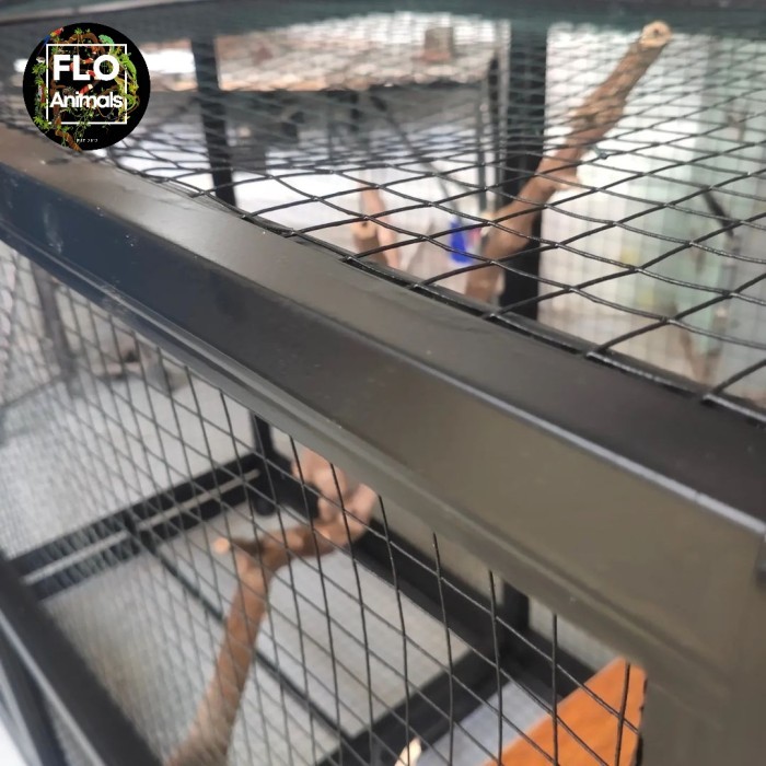 TERBARU kandang iguana besar hollo coating antikarat