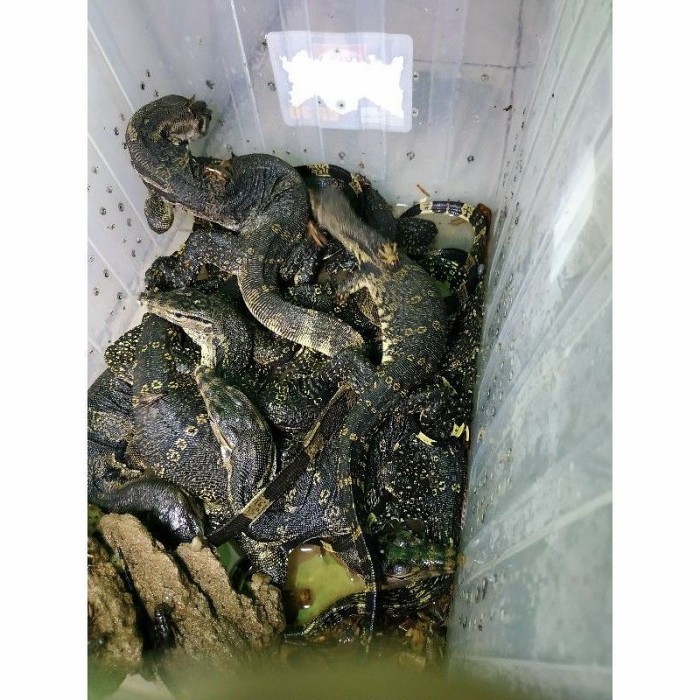 TERBARU biawak air atau varanus salvator HOT SALE