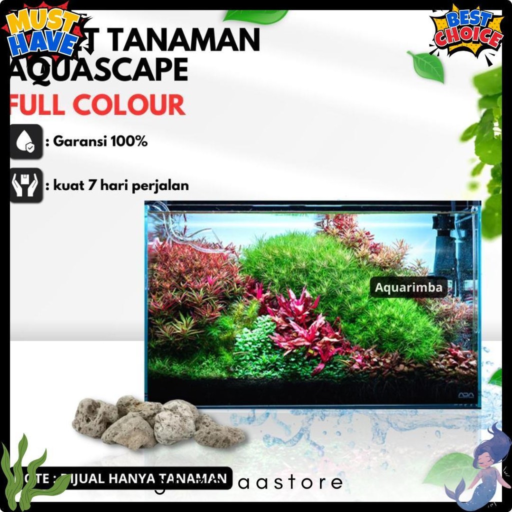 Paket Dutch Style  ( Tanaman Aquascape Tumbuhan Air Hidup Hiasan Dekorasi Pohon Rumput Aquarium ) Di