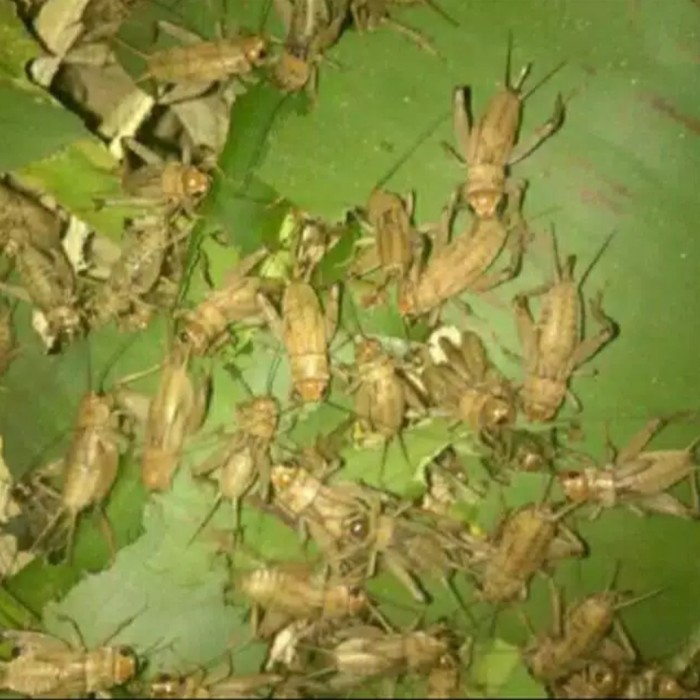 1Kg Telur Jangkrik Madu Kuning/Karet Kualitas Istimewa