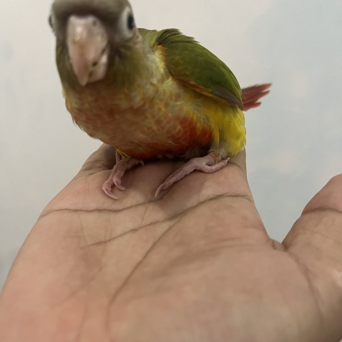 Baby pineapple conure parrot red factor jinak total