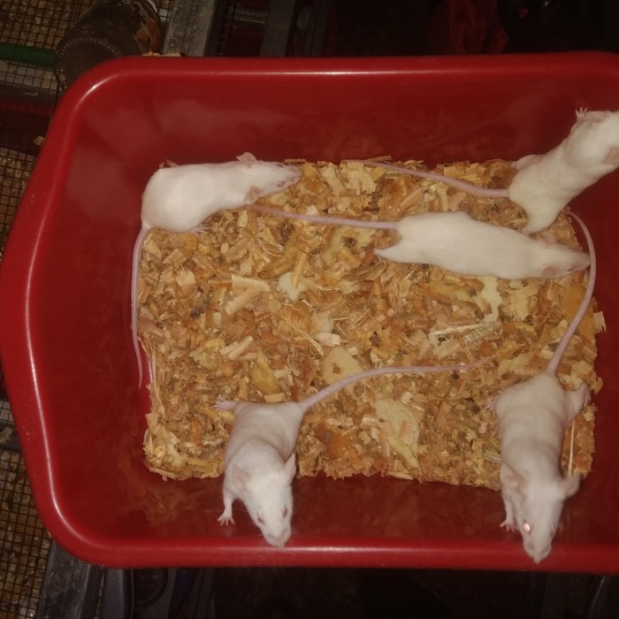 mencit brending/ paket indukan