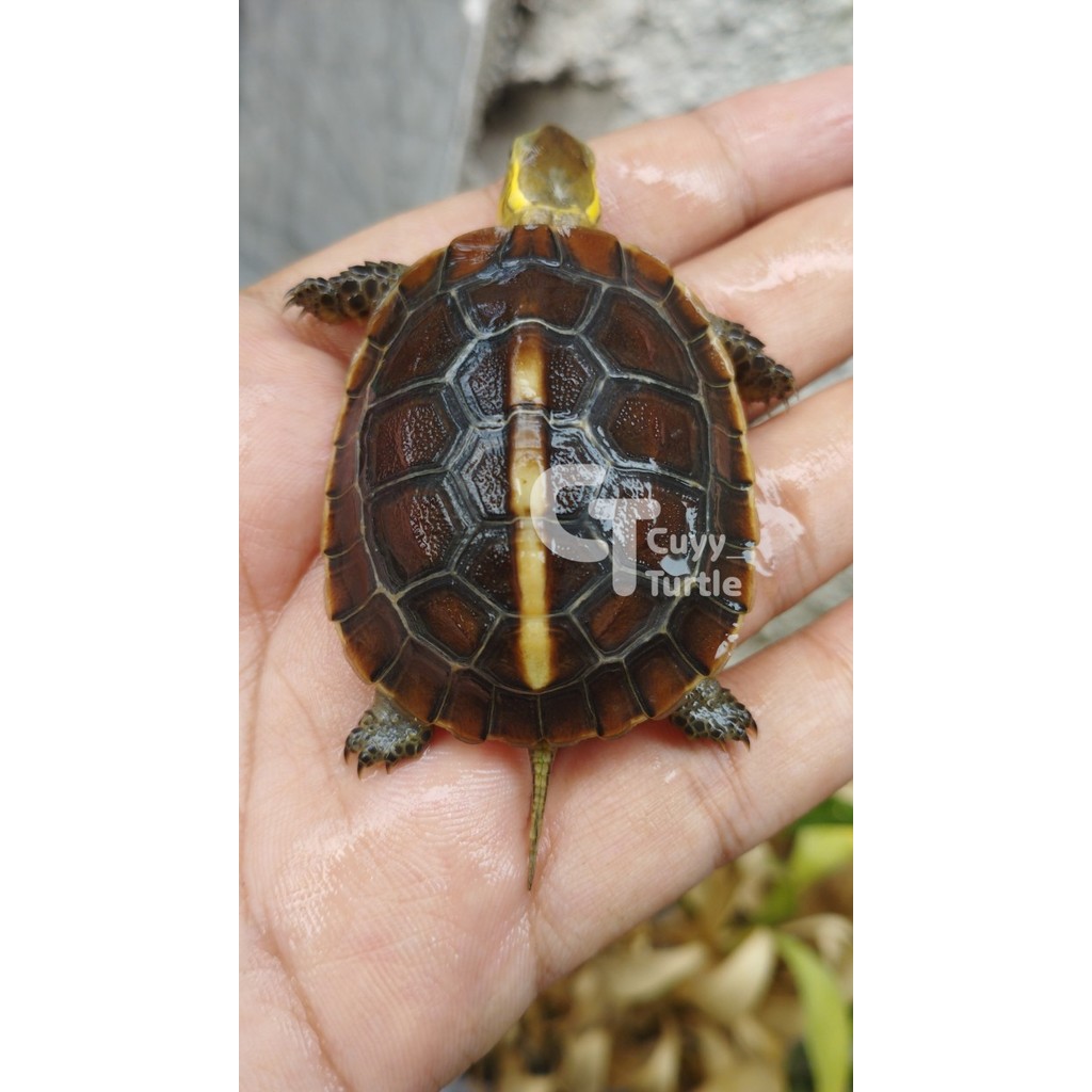 KURA KURA AIR Chinese/Keeled/Spangleri Box Turtle