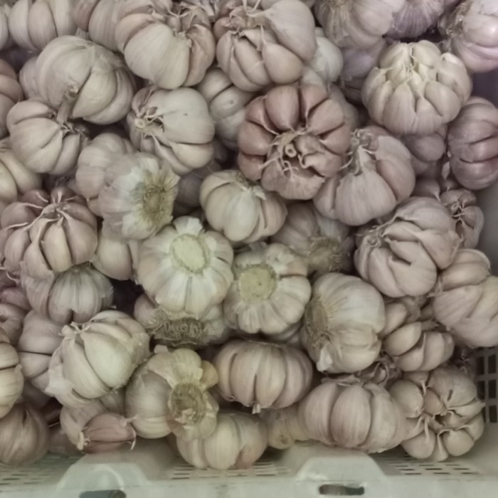 

Terbaru Bawang Putih Honan Bawang Putih Banci ( 1/2 Kg ) - ( 1 Kg ) - ( 1/4 Kg Best Seller