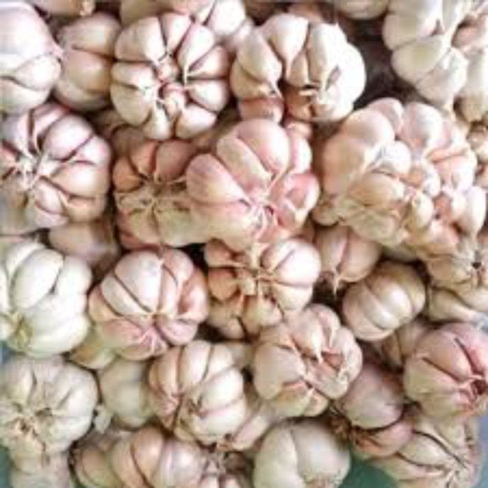 

Harga Termurah Bawang Putih Super Murah 1Kg / Bawang Putih Bersih Best Seller