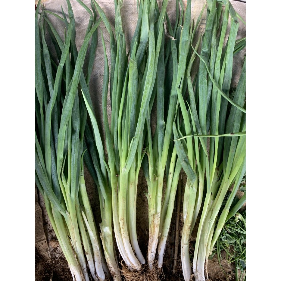 

Harga Termurah Daun Bawang Daun Bawang Kiloan Daun Bawang 500 Gr Best Seller