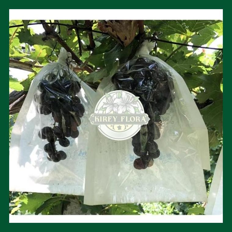 Fruit Cover Transparan/Pembungkus Buah Tembus Pandang Fruit Cover