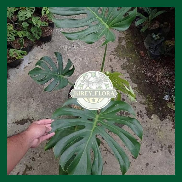 Tanaman Hias Monstera King Deliciosa - Monstera King Besar