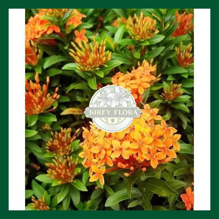 Tanaman Asoka Orange - Paket 50 Asoka Bunga Oren Mini