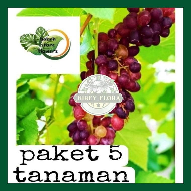 Paket 5 Pohon Anggur - Bibit Anggur
