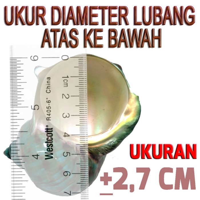 shell cangkang rumah kelomang umang herdcrab keong