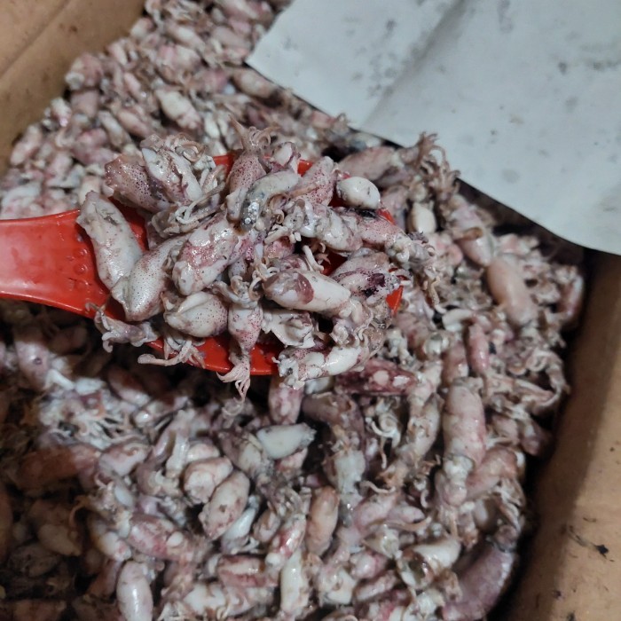 

Baby Cumi Asin 1Kg