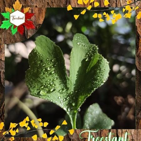 PROMO ~`~ [New] Tanaman Herbal Hias Bonsai Bibit Pohon Ginkgo Biloba Maidenhair ~~~