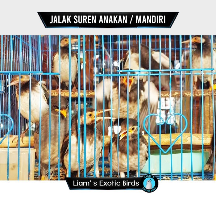 Burung Jalak Suren Anakan Mandiri