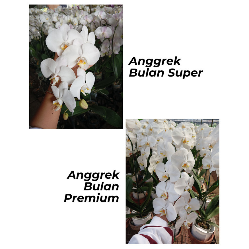 

PROMO !!! SALE TERLARIS HAMPERS LEBARAN IDUL FITRI ANGGREK BULAN ISI 3 + POT + PITA DAN KARTU READY