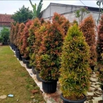 PROMO pohon pucuk merah tinggi 1,5 m