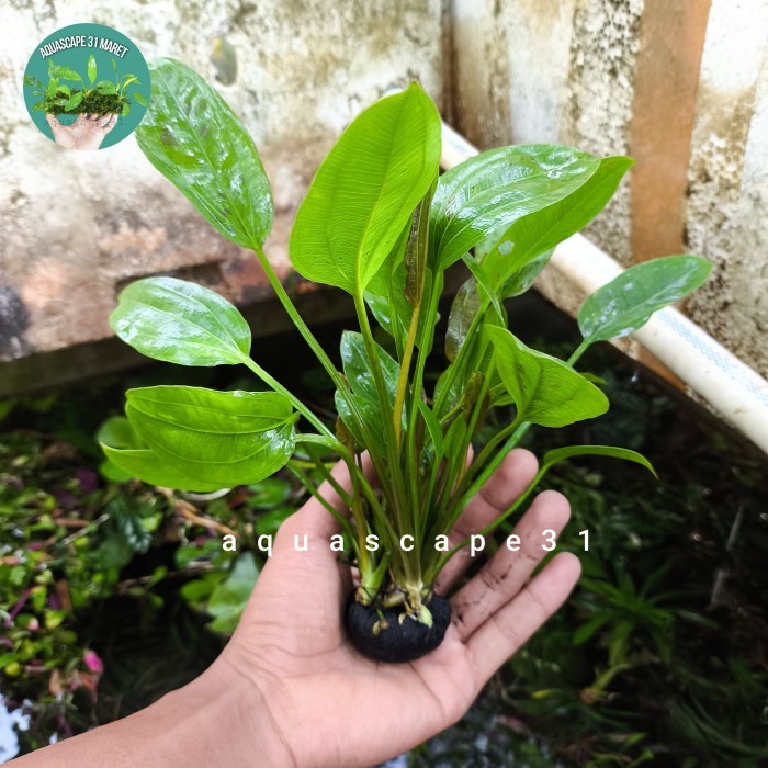BIG SALE echinodorus cordifolius/melati air tanaman Aquascape Hiasan Aquarium media wabikusa